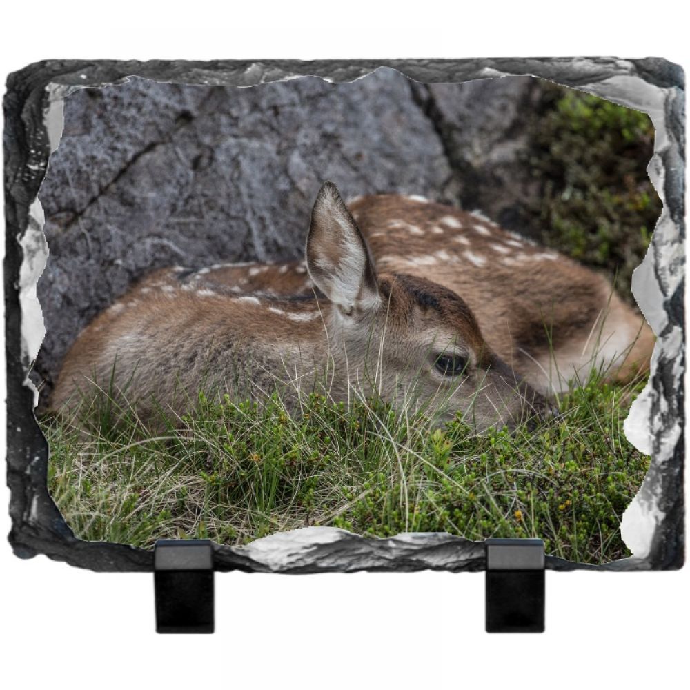 Red Deer calf 1 20 x 15.jpg