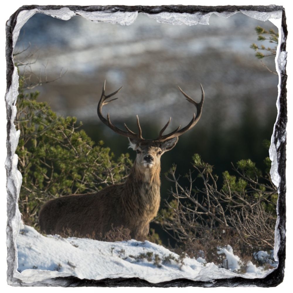 red stag 24 9 x 9.jpg