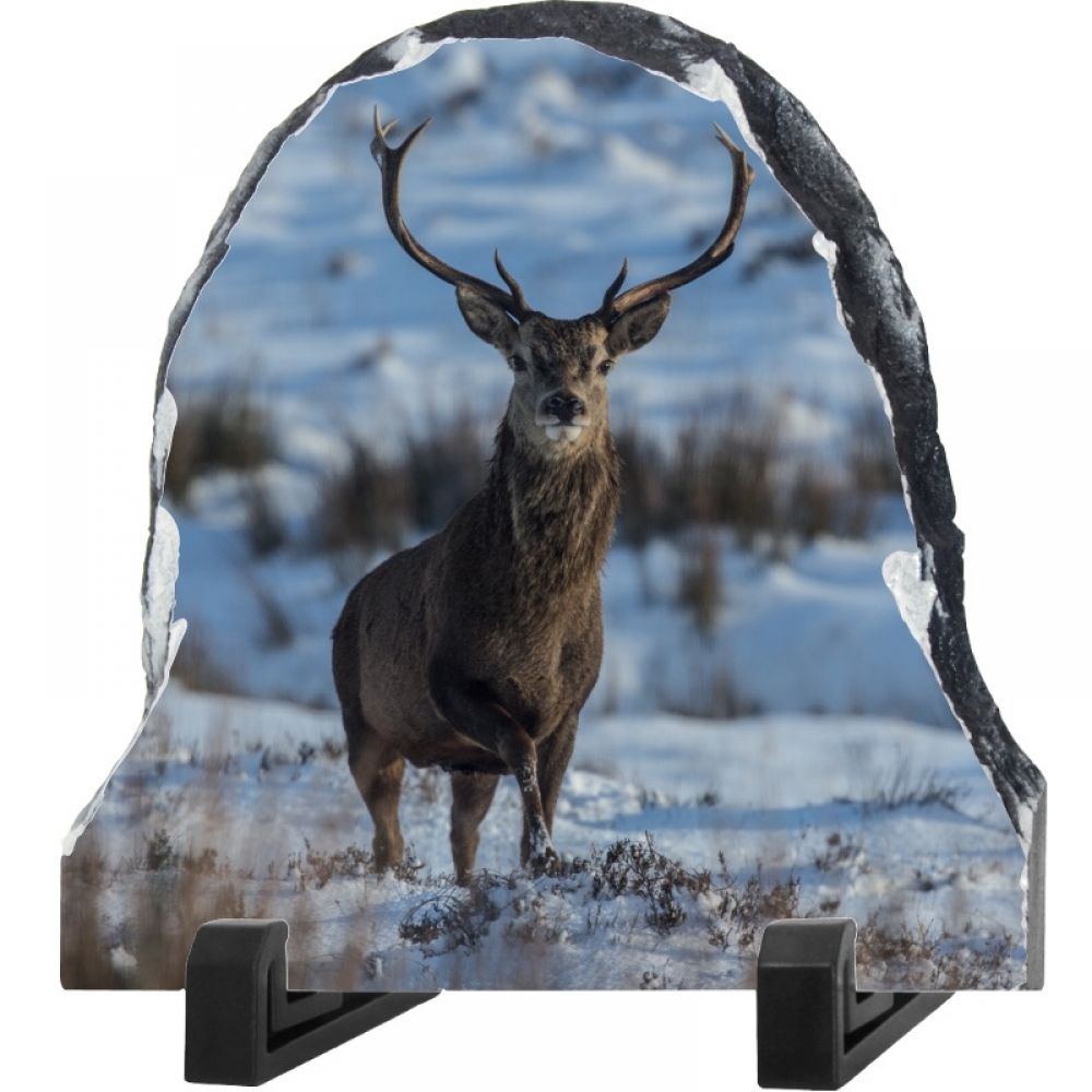 Red stag 1 dome.jpg