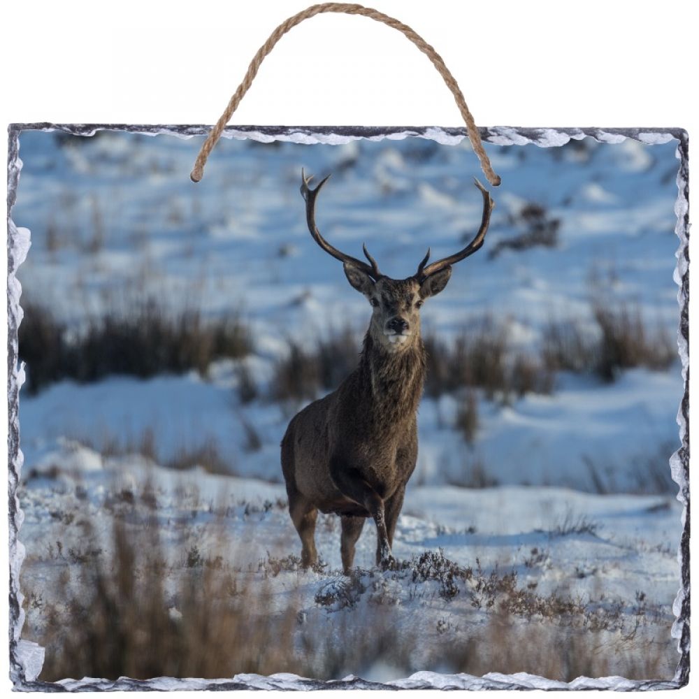 Red stag 1 30 x 25 hanging.jpg