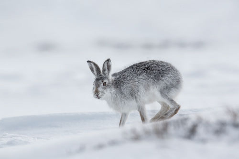 mountain-hare-takes-off-large.jpg
