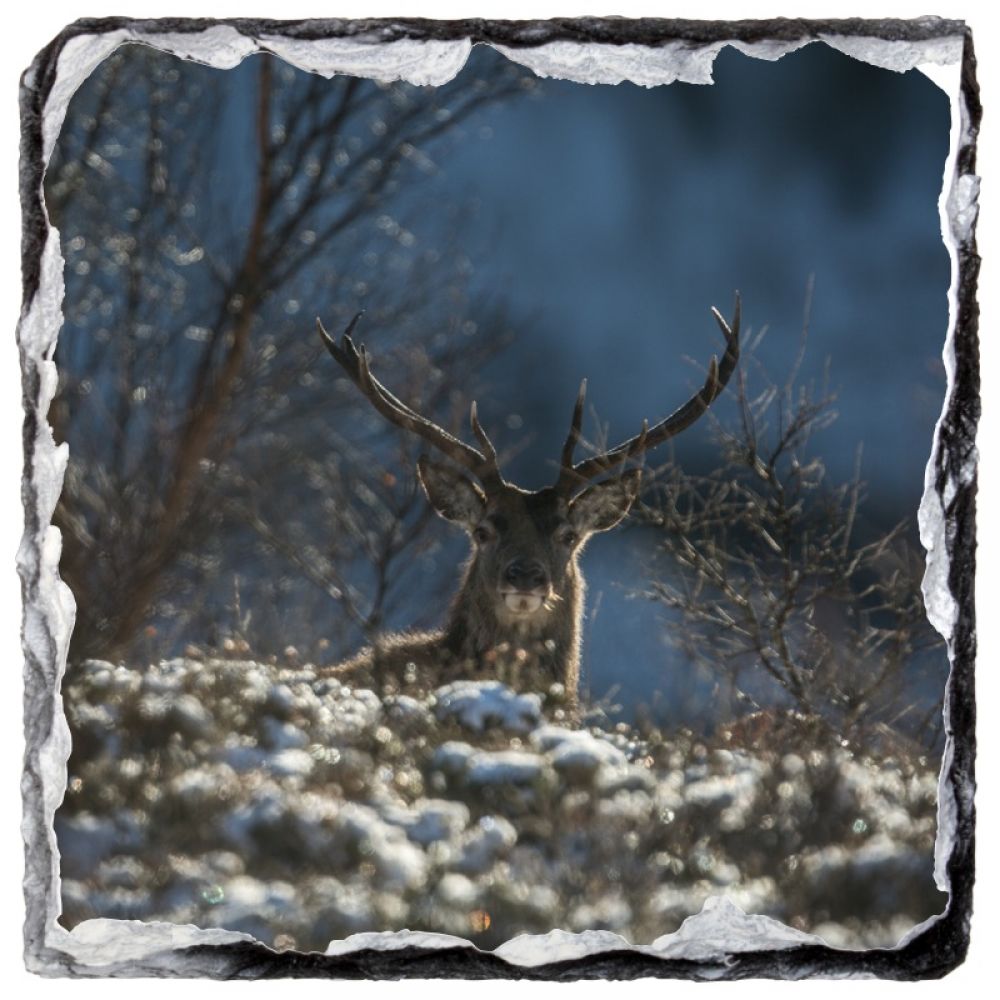 red stag 12 9 x 9.jpg