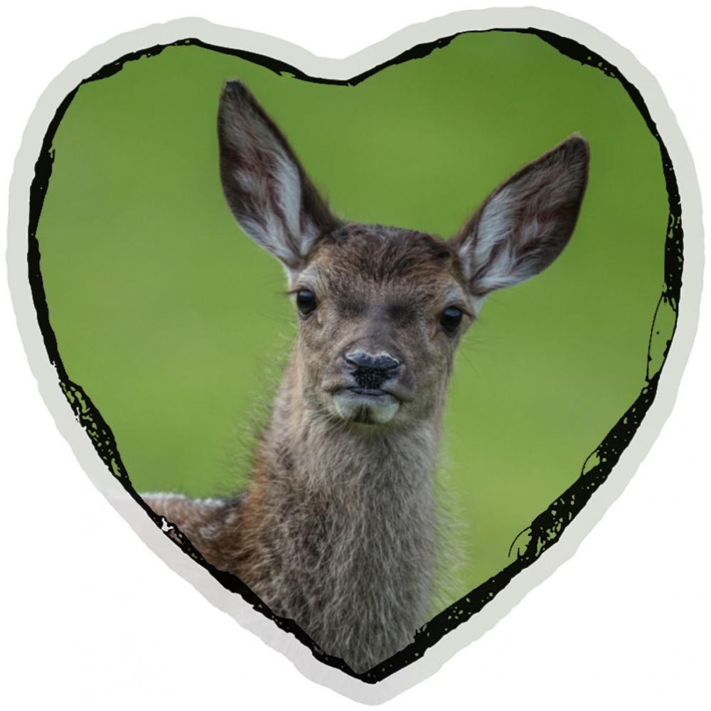 Red deer Calf 4.jpg