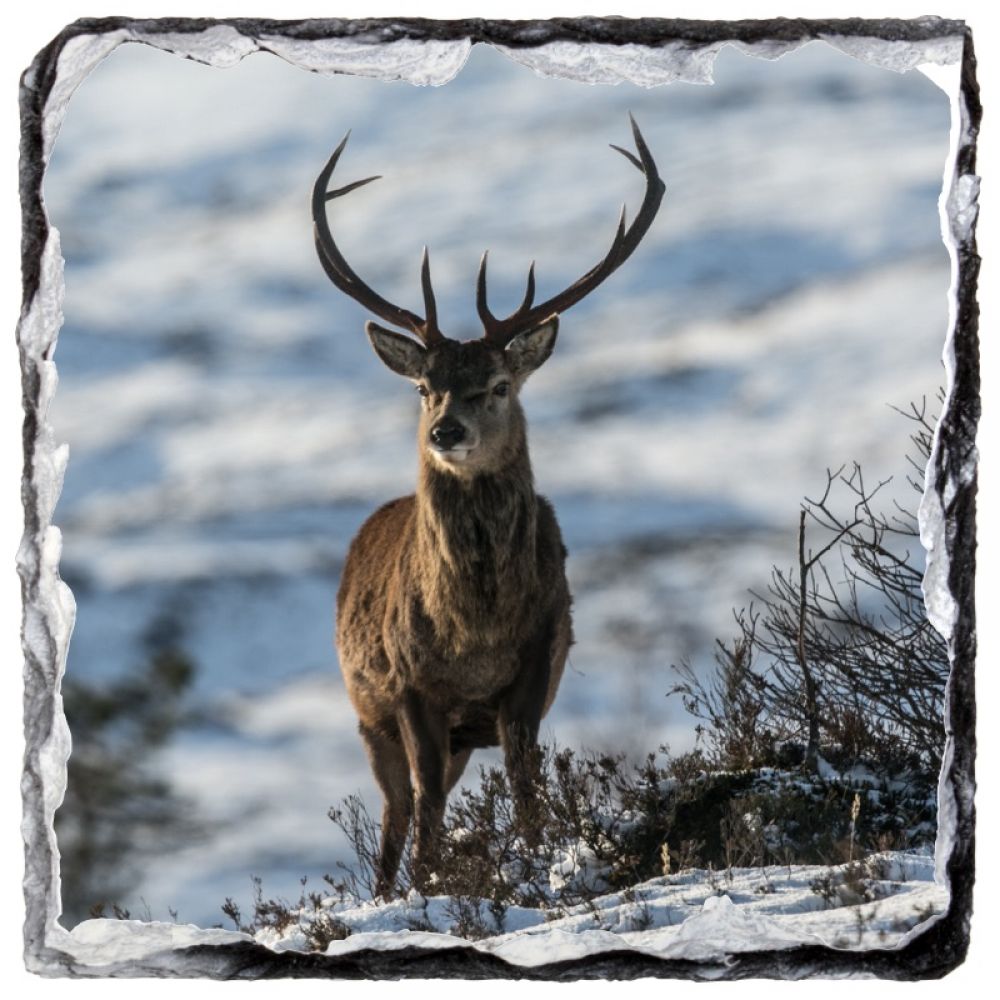 Red stag 22 9 x 9.jpg