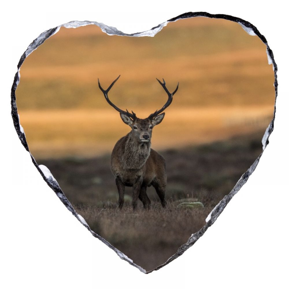 Red stag 2 heart.jpg