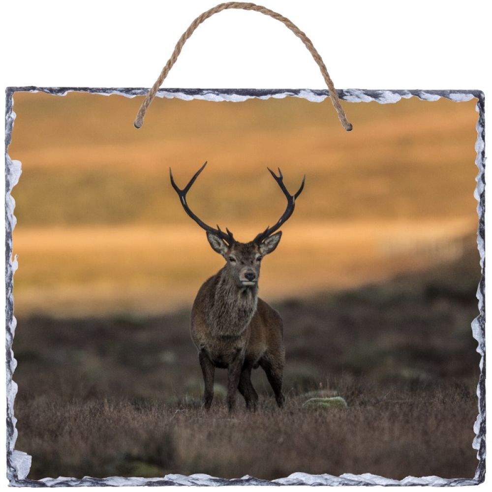 Red stag 2 30 x 24 hanging slate.jpg