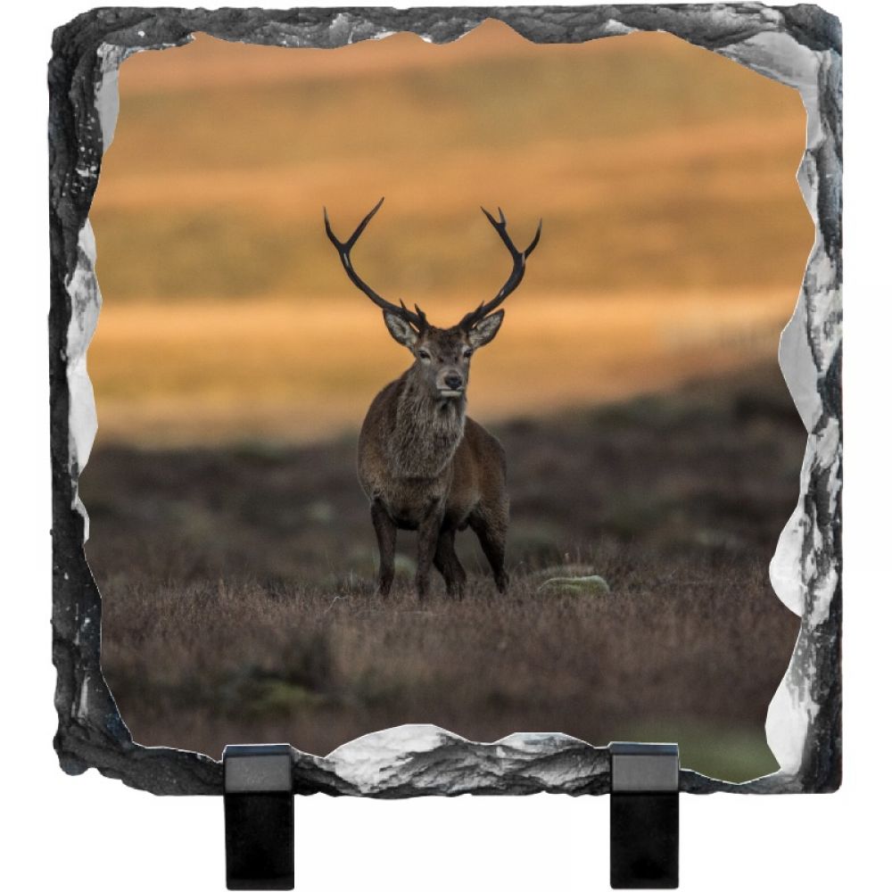 Red stag 2 15 x 15.jpg