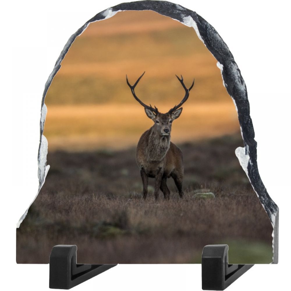 Red stag 2 20 x 20 dome.jpg