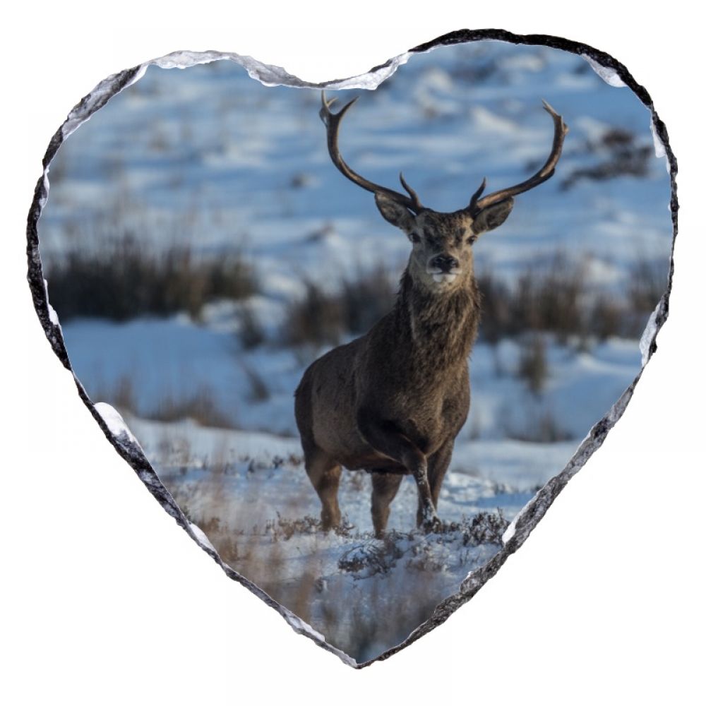 Red stag 1 15 x 15 heart shape.jpg