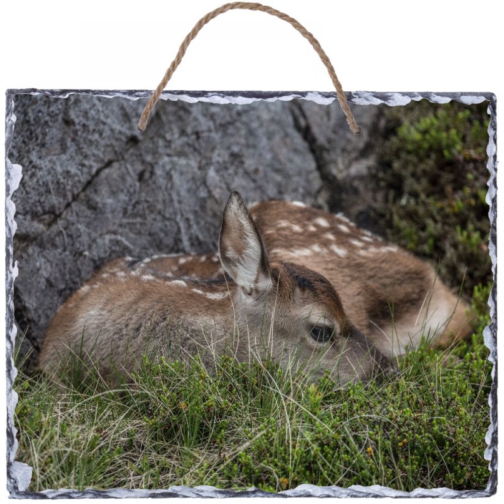 Red deer calf 30 x 25.jpg