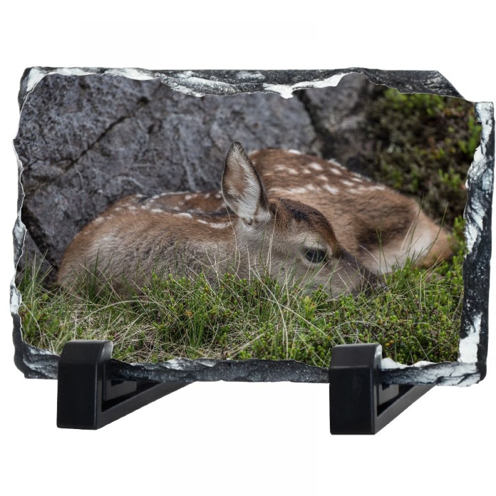 Red deer calf 1 30x 20.jpg