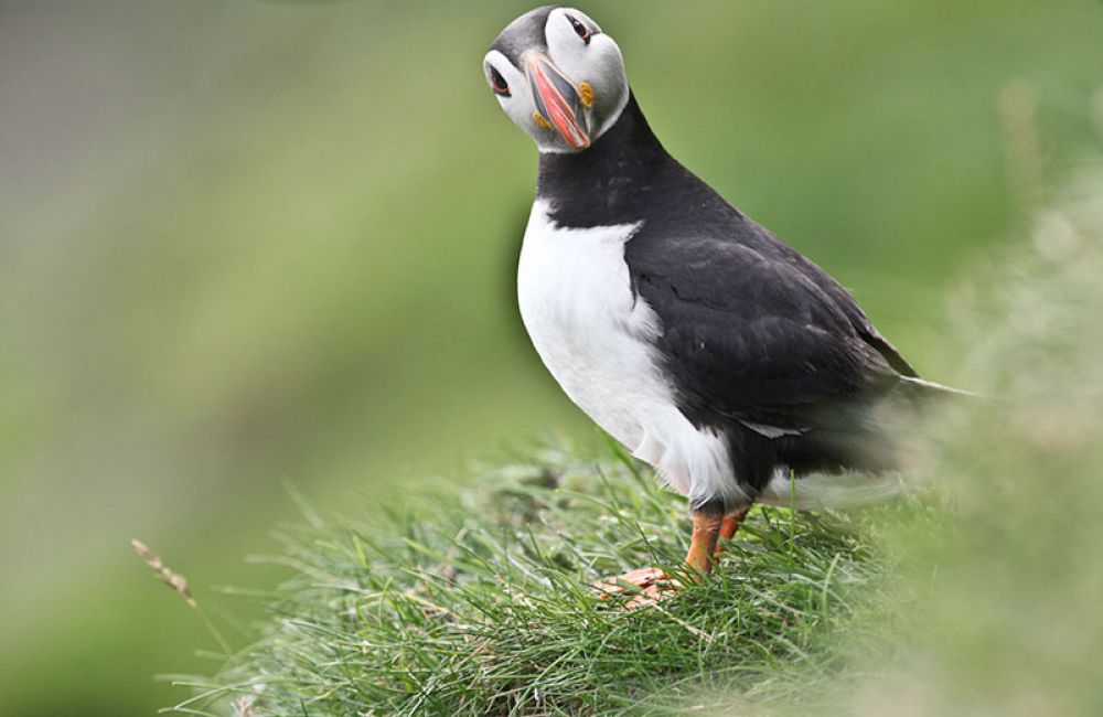puffin-one-large.jpg