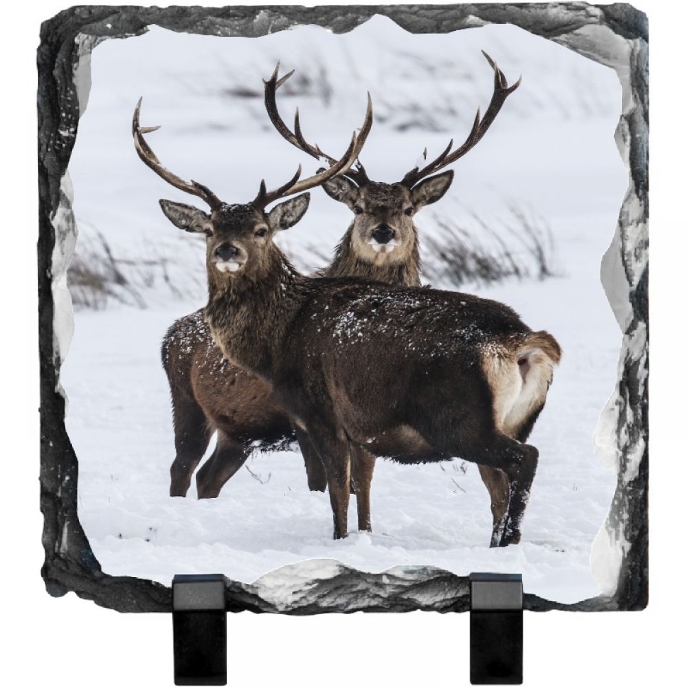 red stag 17 15 x15.jpg
