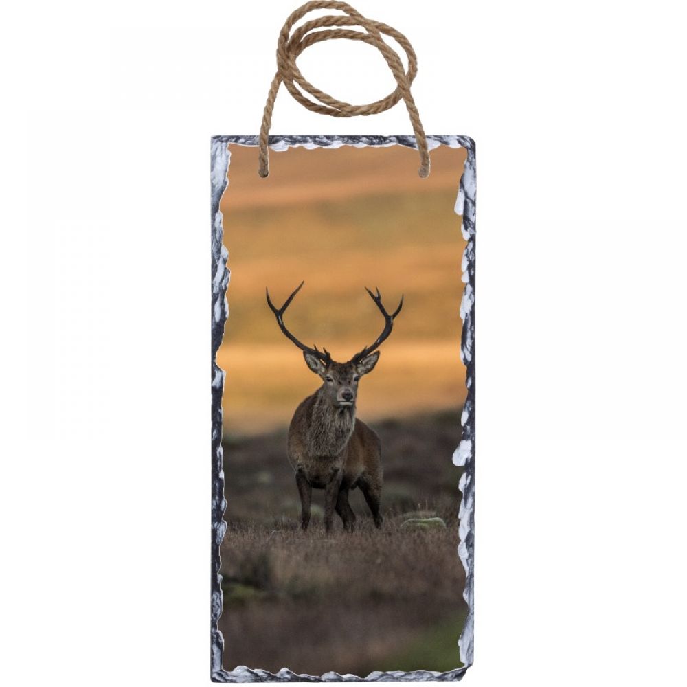 Red stag 2 15 x 30 hanging.jpg