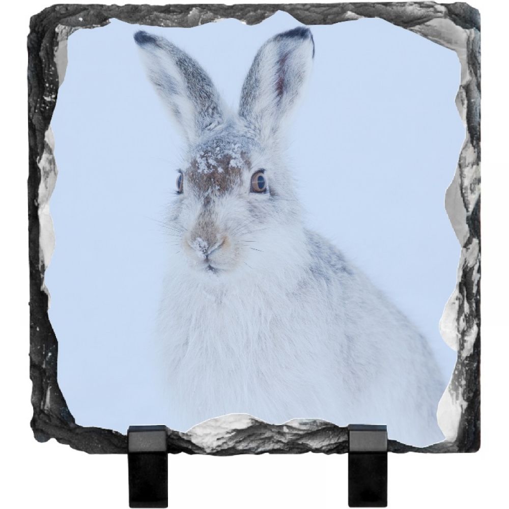 Mountain hare 3 15 x 15.jpg