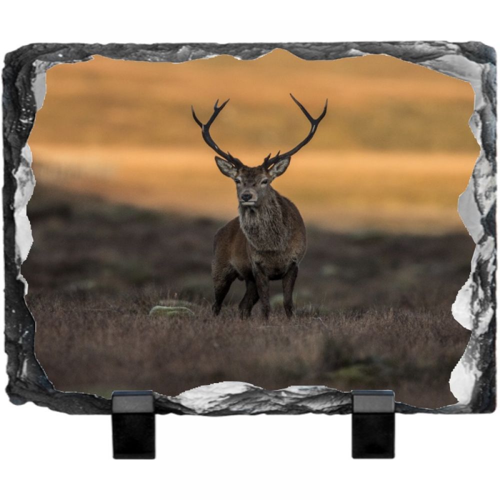 Red stag 2 20 x 15.jpg