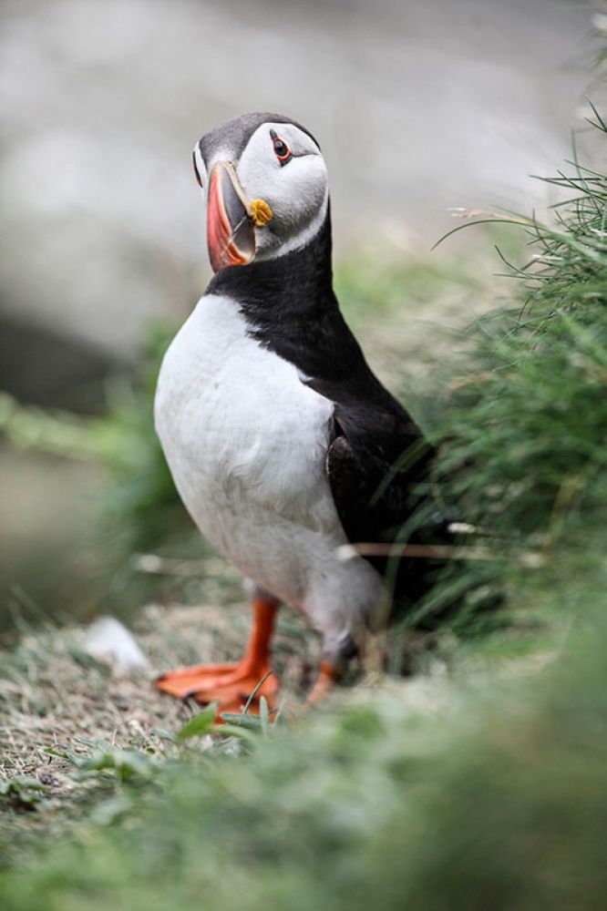 puffin-two-large.jpg
