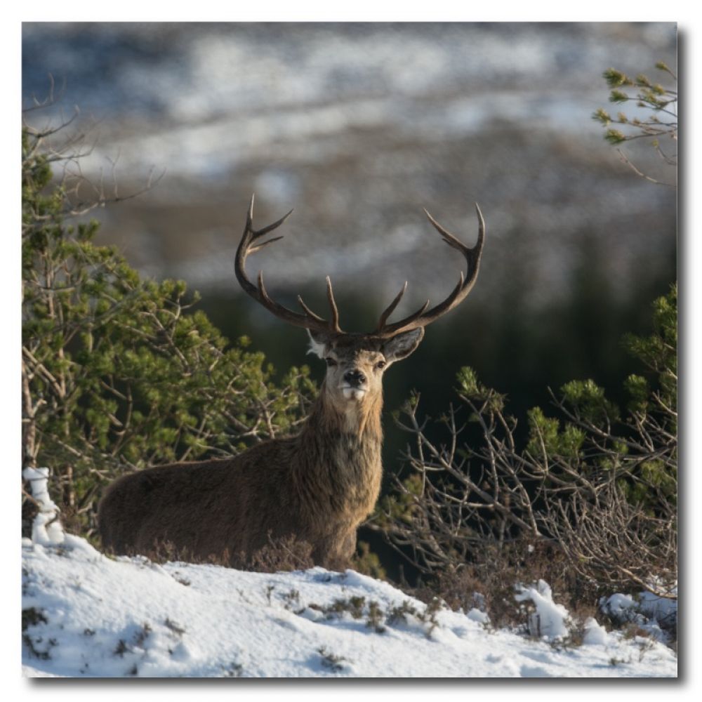 Red stag 24 10 x 10.jpg